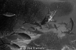 Amazing bait ball in 4m of water!!! by Joe Daniels 